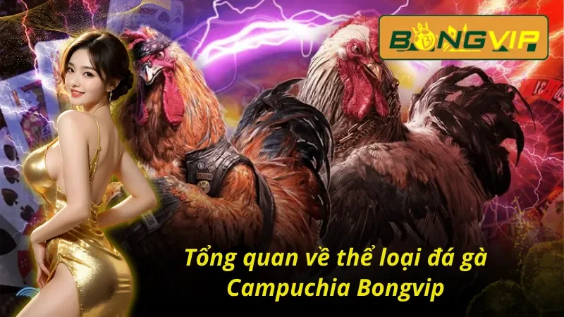 Khám phá cơ bản về hình thức đá gà Campuchia Bongvip