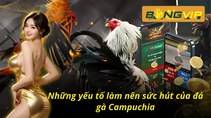 Điểm nổi bật tạo nên thương hiệu đá gà Campuchia Bongvip