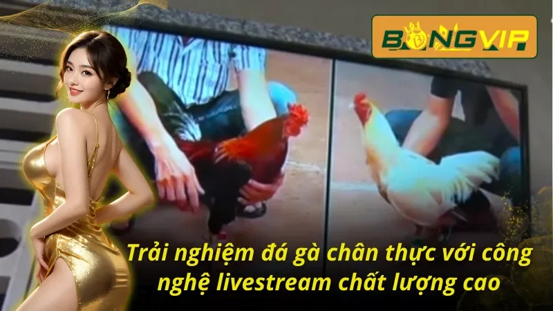 Trải nghiệm đá gà Campuchia Bongvip sắc nét