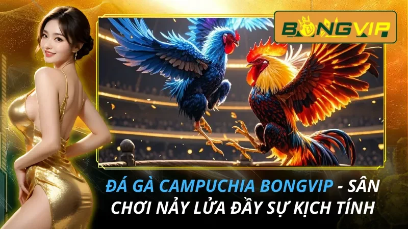 Đá Gà Campuchia - Sân Chơi Nảy Lửa Đầy Sự Kịch Tính Tại Bongvip 1 Đá Gà Campuchia