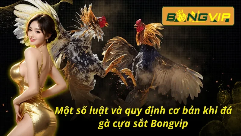 Tìm hiểu quy luật trong trận đá gà cựa sắt Bongvip