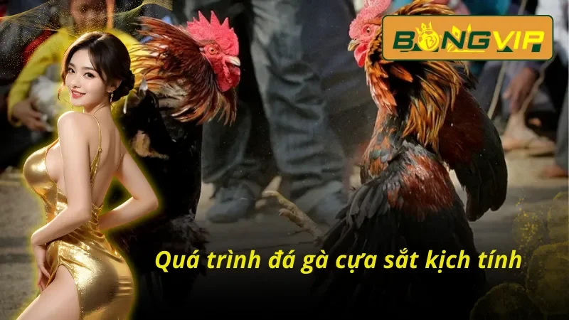 Tham gia cá cược đá gà cựa sắt Bongvip