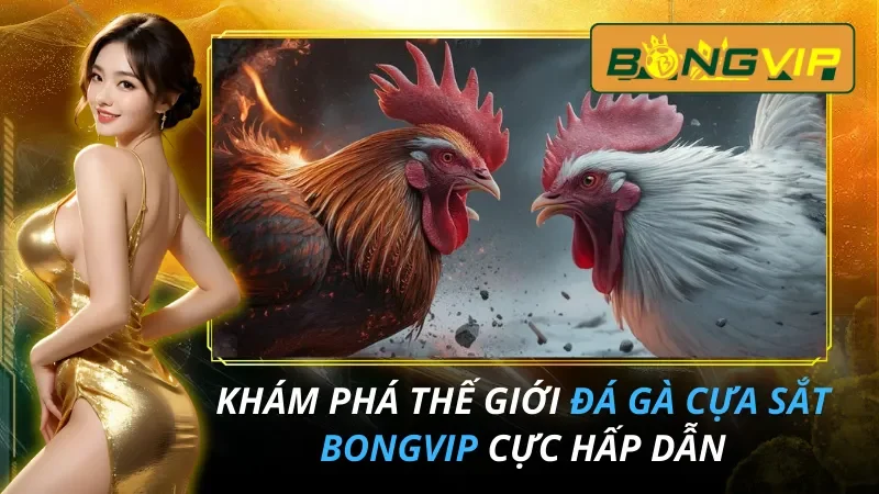 Khám Phá Thế Giới Đá Gà Cựa Sắt Cực Hấp Dẫn Tại Bongvip 2 Đá Gà Cựa Sắt