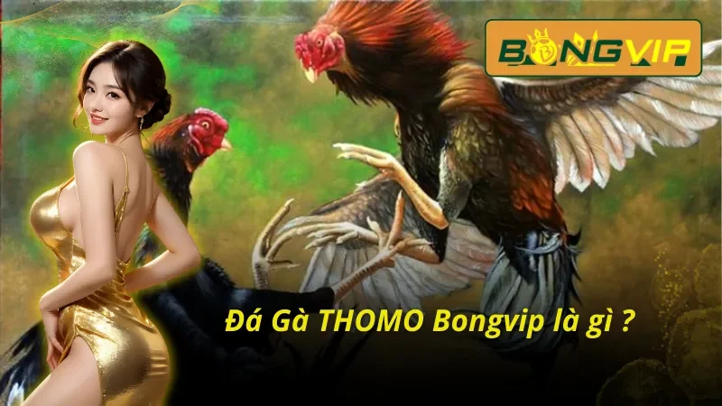 Bỏ Túi Các Hình Thức Đá Gà THOMO Đánh Bại Nhà Cái Tại Bongvip 2 Tổng quan những thông tin cơ bản về Đá Gà THOMO Bongvip