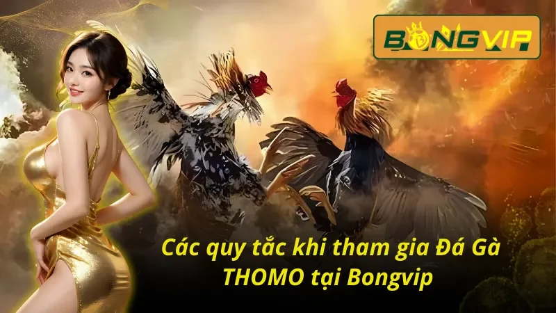 Bỏ Túi Các Hình Thức Đá Gà THOMO Đánh Bại Nhà Cái Tại Bongvip 3 Những quy tắc cần phải nắm được khi tham gia Đá Gà THOMO Bongvip