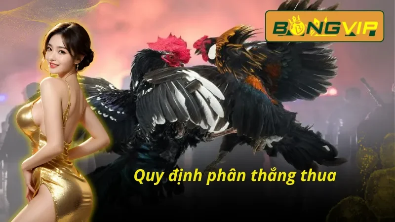 Bỏ Túi Các Hình Thức Đá Gà THOMO Đánh Bại Nhà Cái Tại Bongvip 4 Quy định phân thắng thua trong Đá Gà THOMO Bongvip