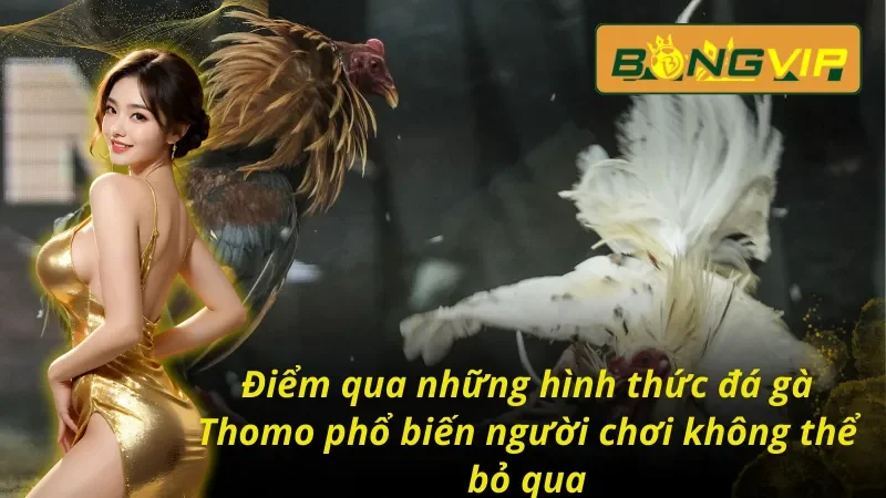 Bỏ Túi Các Hình Thức Đá Gà THOMO Đánh Bại Nhà Cái Tại Bongvip 5 Giới thiệu về các hình thức đá gà thomo phổ biến người chơi không nên bỏ qua