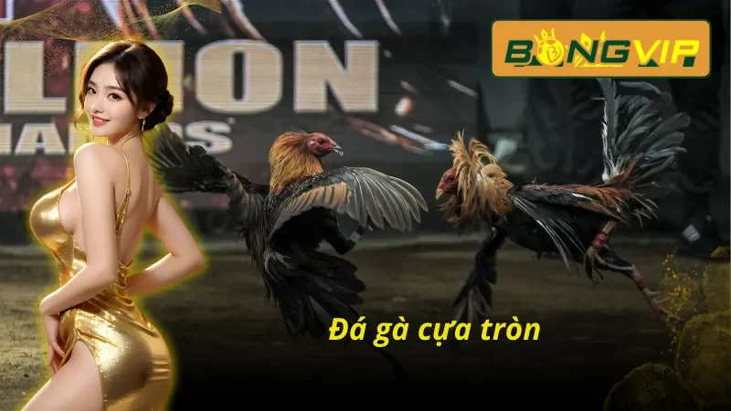 Bỏ Túi Các Hình Thức Đá Gà THOMO Đánh Bại Nhà Cái Tại Bongvip 6 Đá gà cựa tròn trong Đá Gà THOMO Bongvip